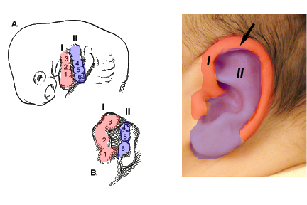 Embryology of the Ear